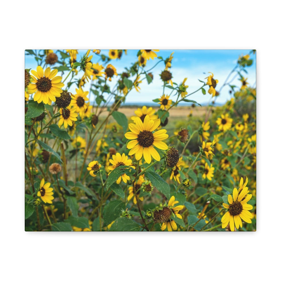 Thumbnail: Wild Sunflower Fields of New Mexico