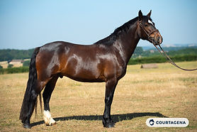 Magnifique poney D potentiel AS