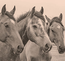 Three Horses_edited.jpg