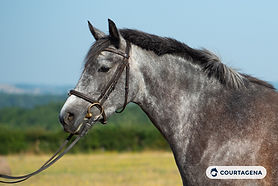 Ponette potentiel P1 Pélite