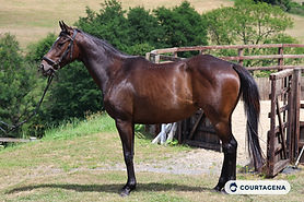 Petite pur-sang à former pour polo ou loisir