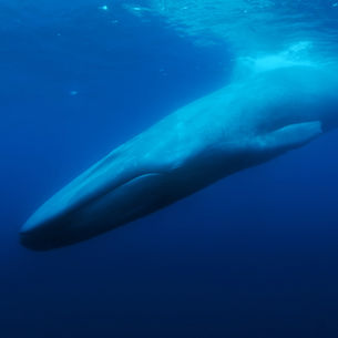 The Loneliest Whale film review