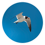 Hrimfare_RoundWiteFrame_Birds_LaughingGull_PhotoDanielWright.png