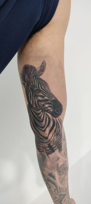 Tatuaje de cebra. Tatuaje realismo de cebra. Tatuaje realista de Animales. Tatuaje realismo Barcelona