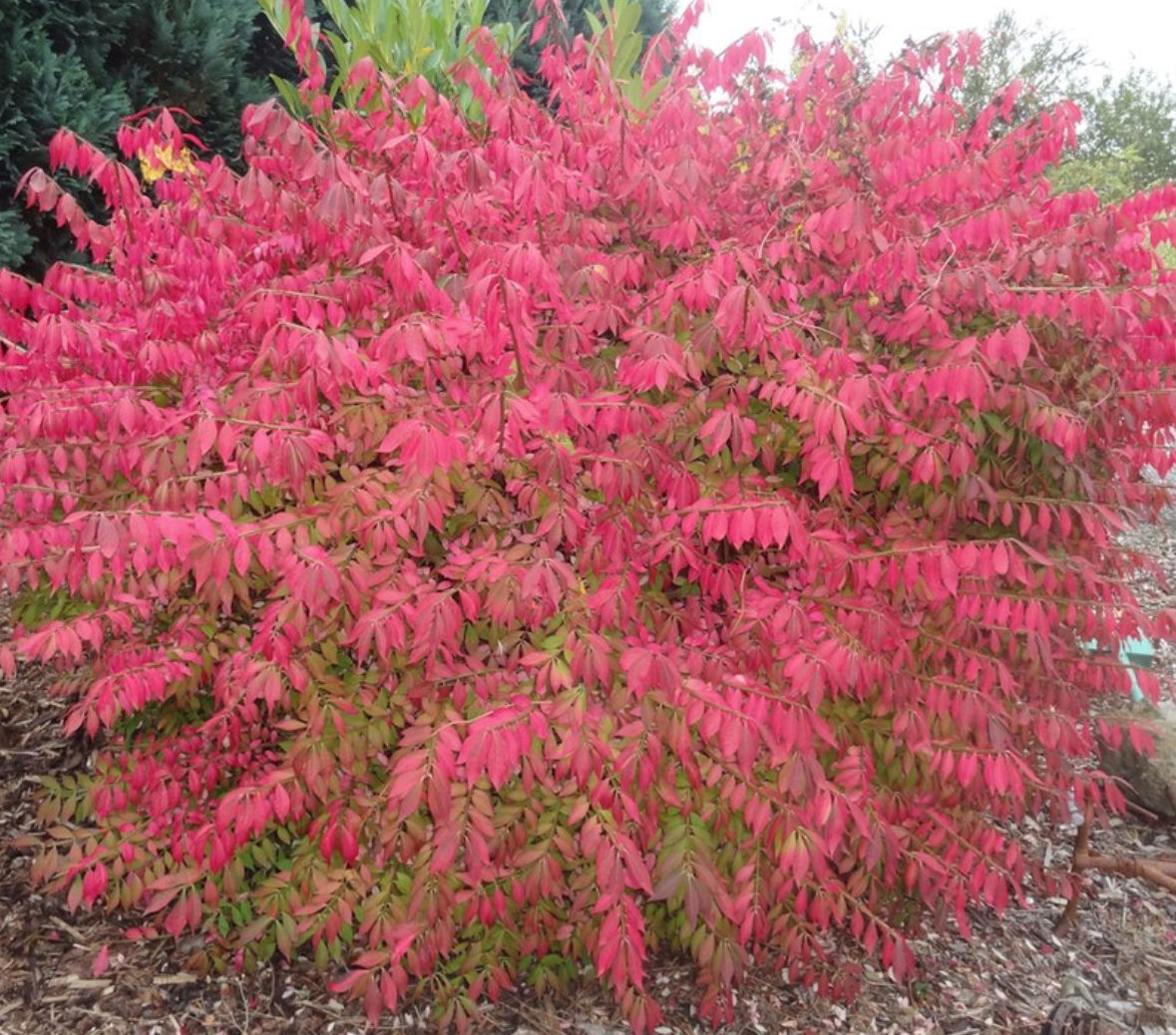 Burning Bush Fireball 3PW