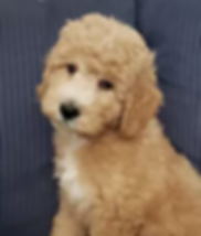 samson2.PNG