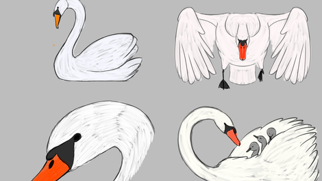 Mute Swan Ex