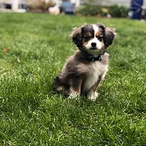 aussalier breeders near me