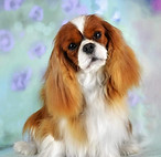 Blenheim Cavalier, Cavalier King Charles Spaniel, Wisconsin Puppies, Wisconsin Cavaliers, Cavalier Puppies, AKC Champion Cavalier