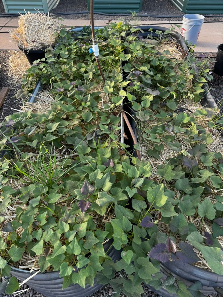 Sweet Potato Time!