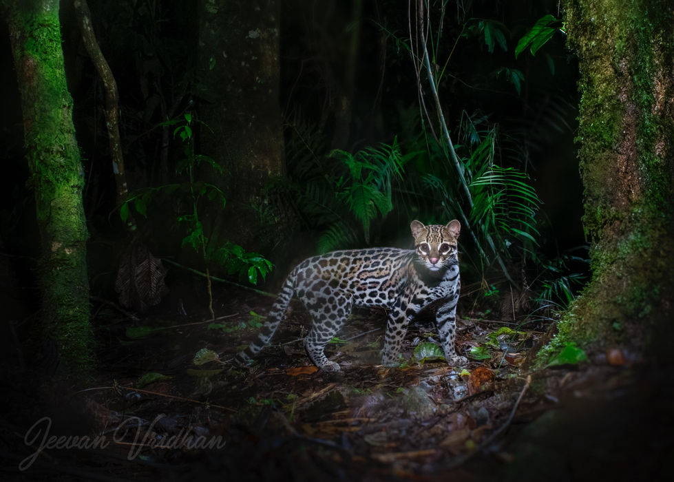 Ocelot