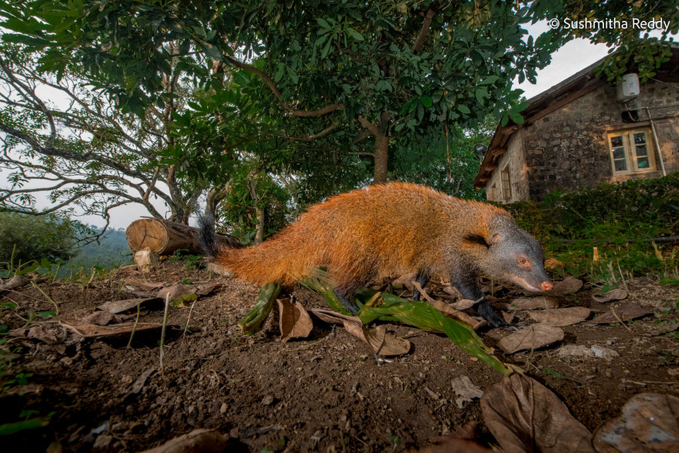 Stripe Necked Mongoose