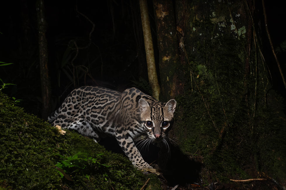 Ocelot from the Talamanca Mountain Range