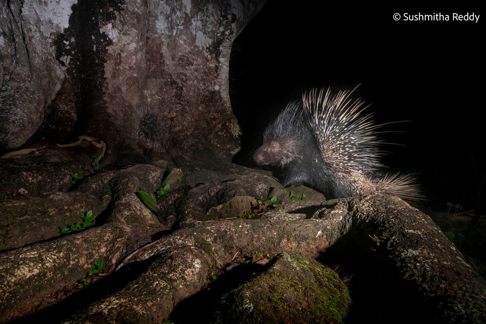 Indian Crested Porcupine