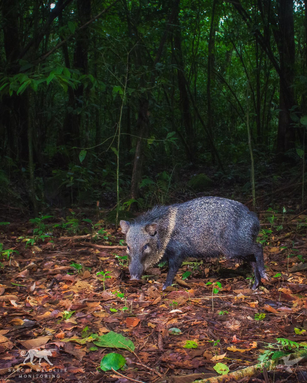 Collared Peccary