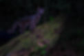Melanistic Oncilla.jpg