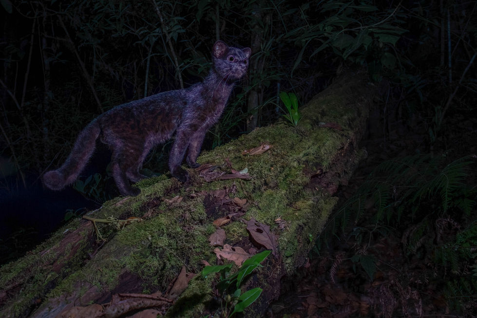 Melanistic Oncilla