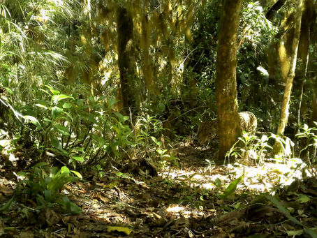 Pecoso: A Living Legacy of the Talamanca Jaguar