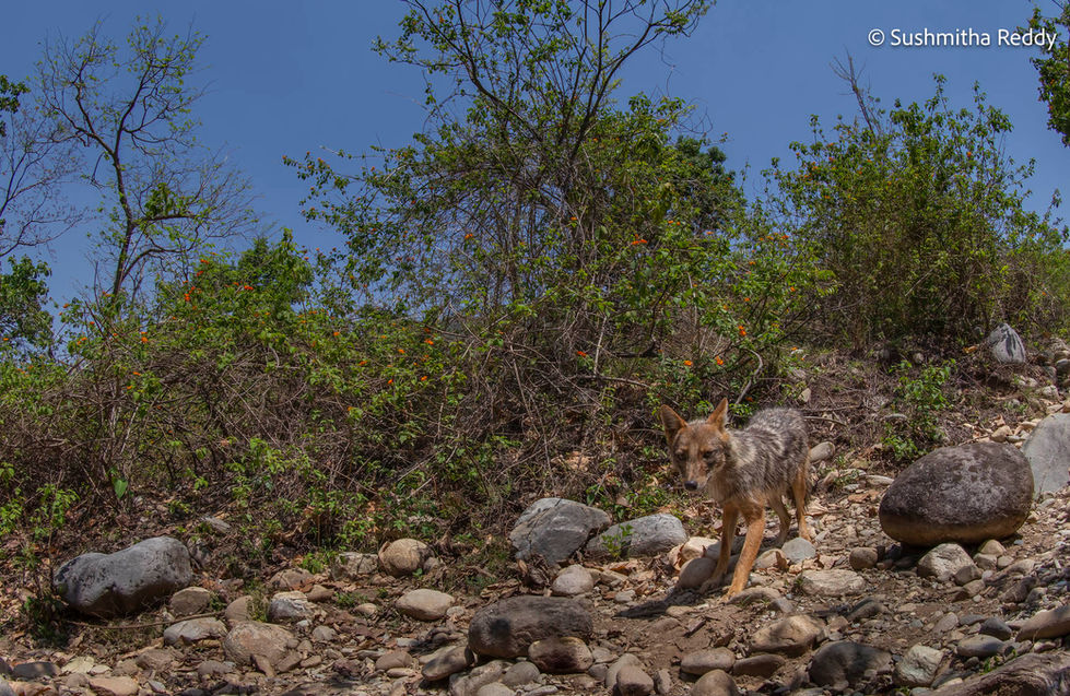 Jackal