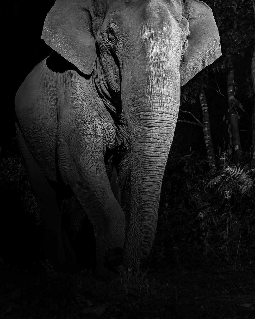 Indian Elephant