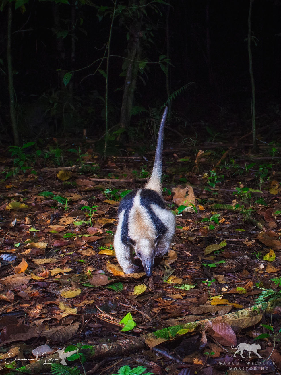 Northern Tamandua