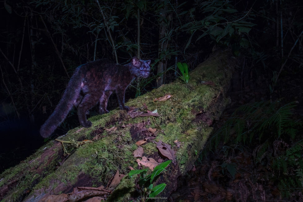 Melanistic Oncilla