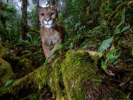 Face to Face: A Puma Captured by DSLR Camera Trap in the Talamanca Mountains