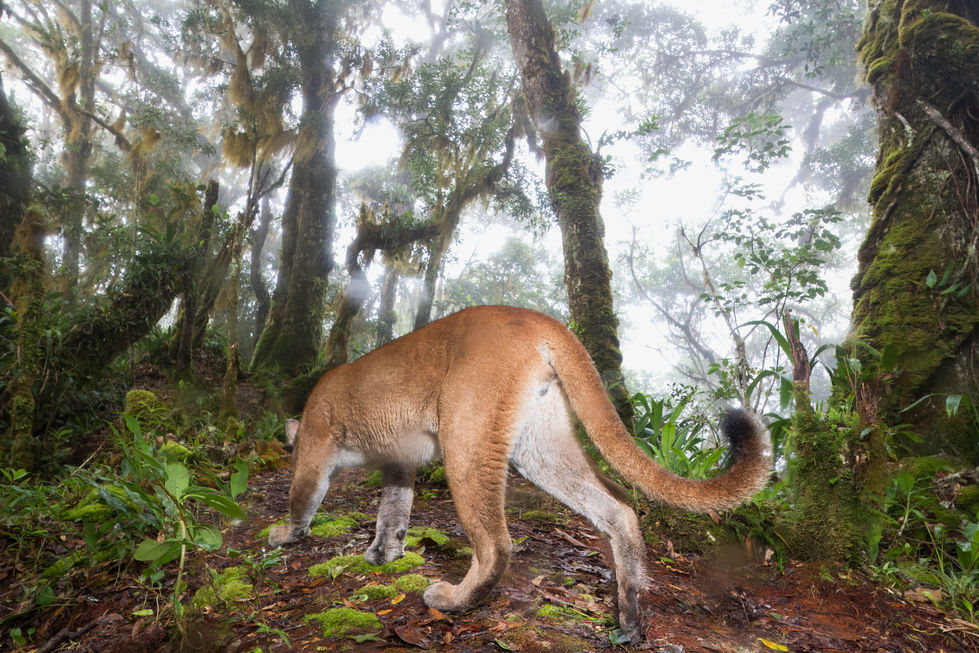 Puma in the Talamanca Mountain Range
