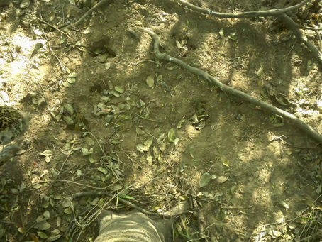 Living Among Jaguars: Benjamin Joins the Jaguar ID Project for 6 Weeks in the Pantanal