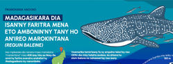 Madagasikara Dia - Tiburon Ballena en Madagascar