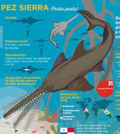 Pez Sierra - Mar Alliance