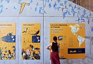 Aves Sin Fronteras - Biomuseo