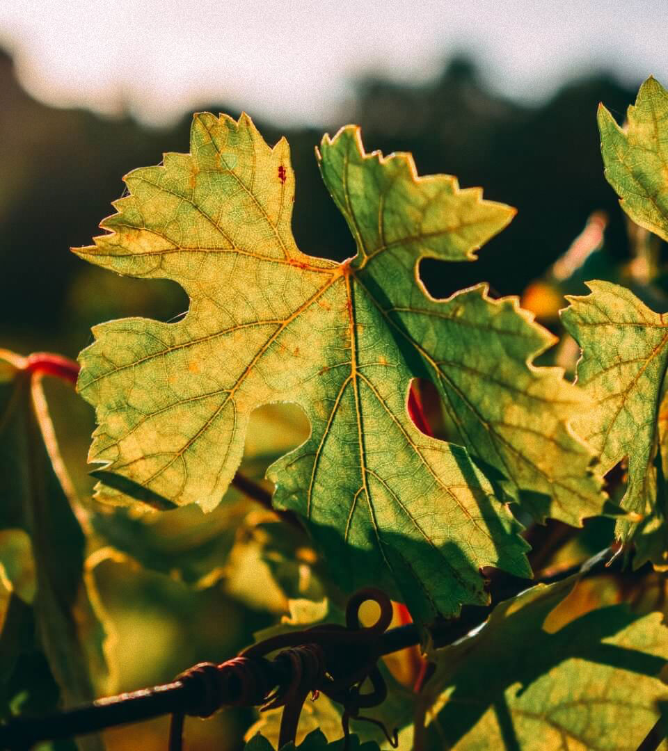 Vine LEaf.jpg