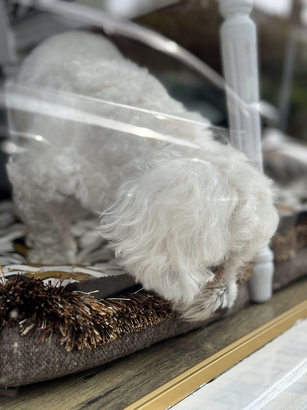 Miniaturbild: VIA CONDOTTI FANKY