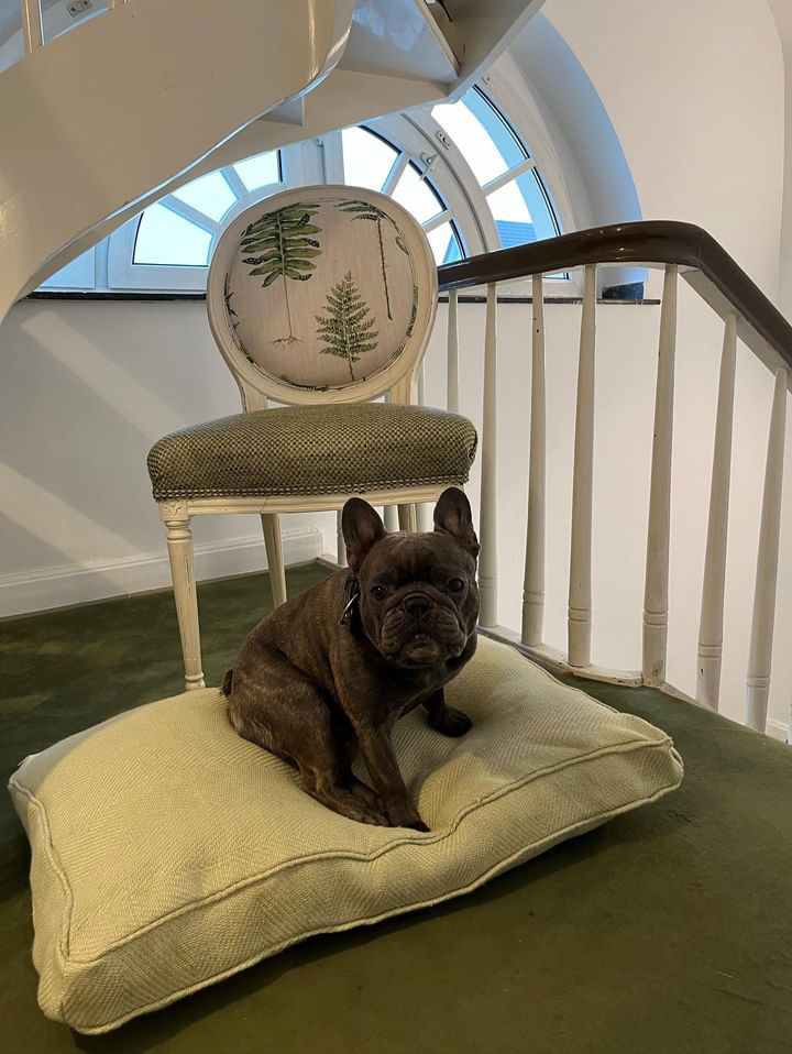 Miniaturbild: HUNDEKISSEN WORKSHOP GUTSCHEIN