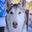 Writer: Gibbs The Husky