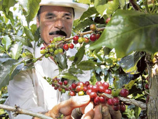 Los paneles solares le ponen energía a la economía cafetera