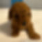 buttercup1.jpeg