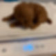 buttercup2.jpeg