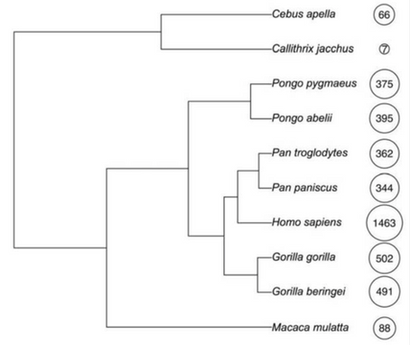 The Secret To Our Brain’s History: Monkeys!