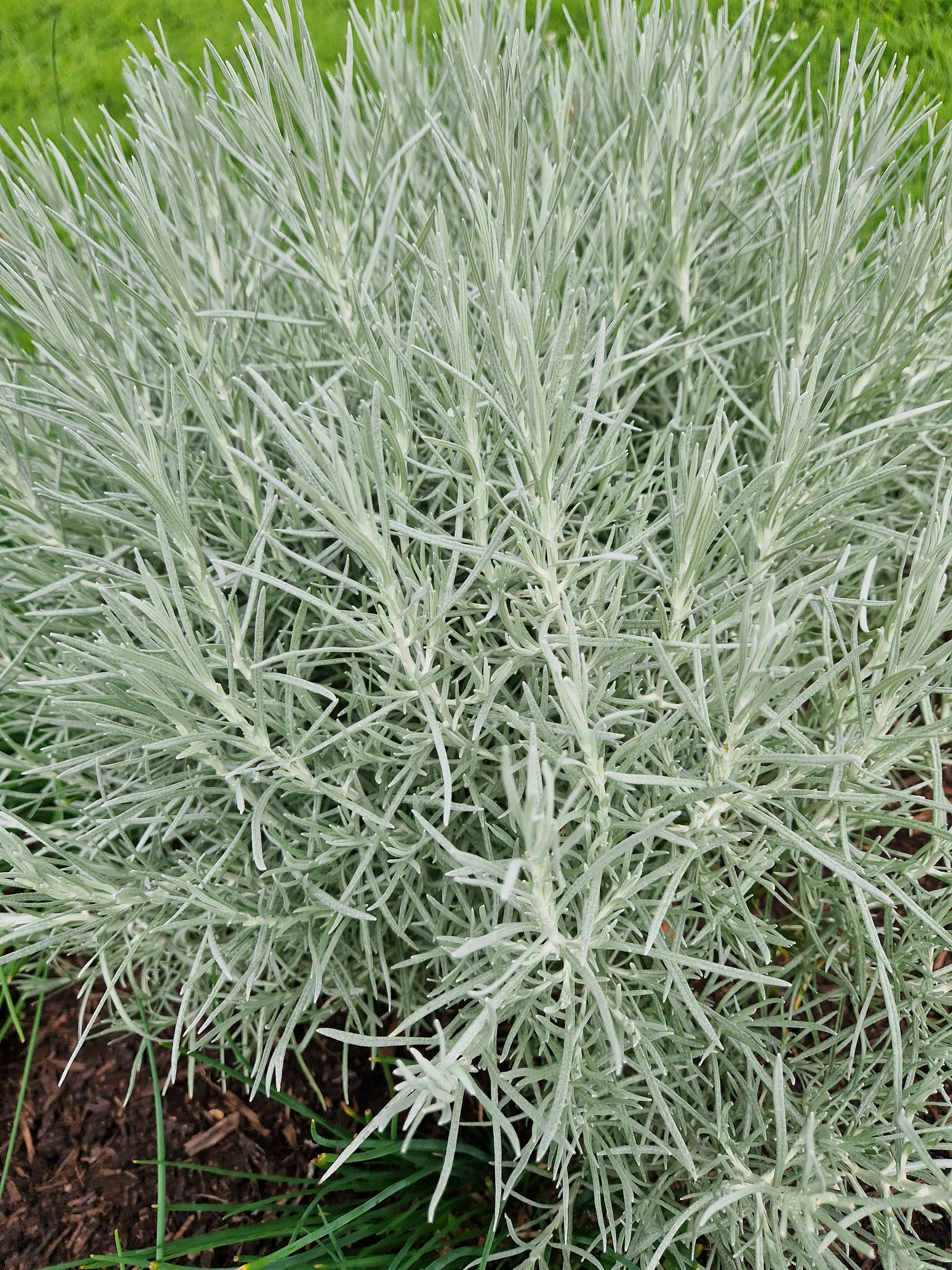 Herbe à curry (helichrysum) / Kerrie kruid