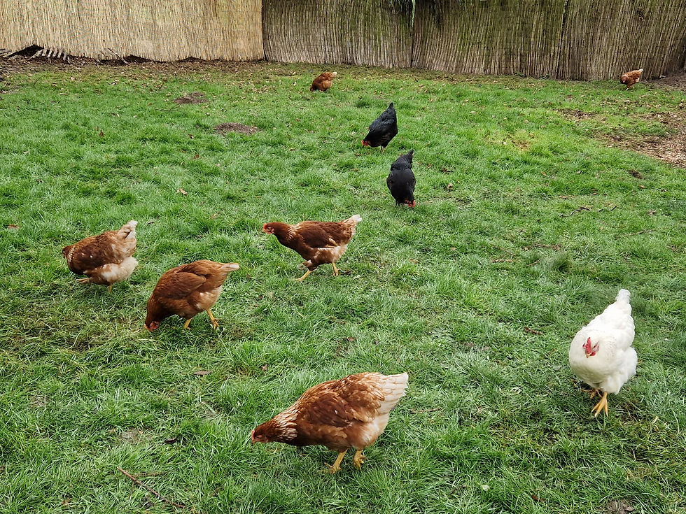 Thumbnail: 6 Oeufs de la ferme / 6 boerderijeieren