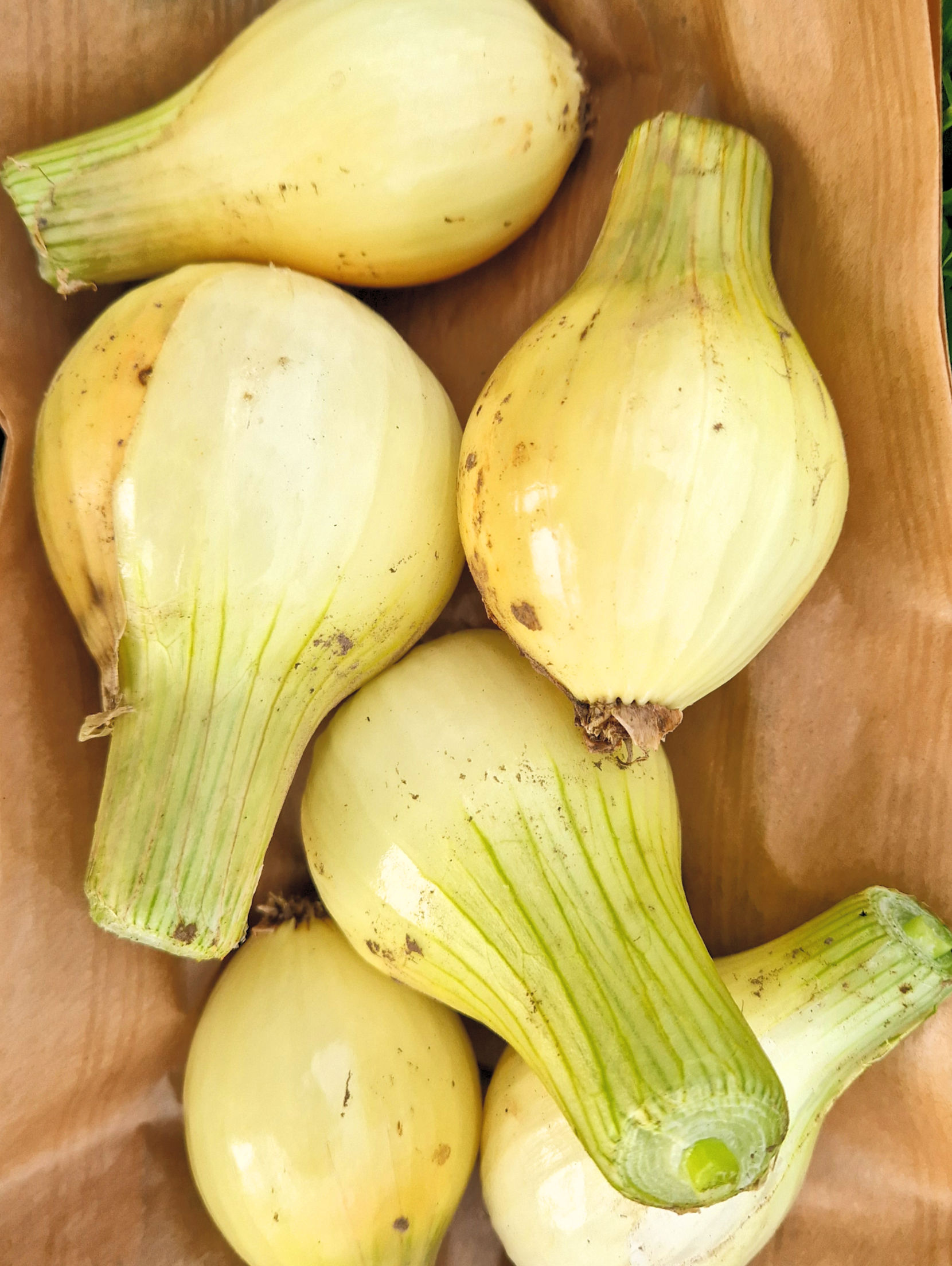 Oignons jaunes (500g)