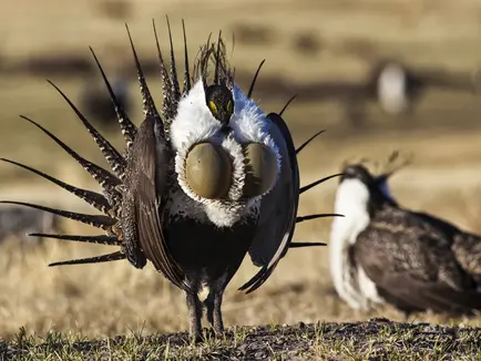 Author Bob Budd Leading Conservation Efforts in Wyoming