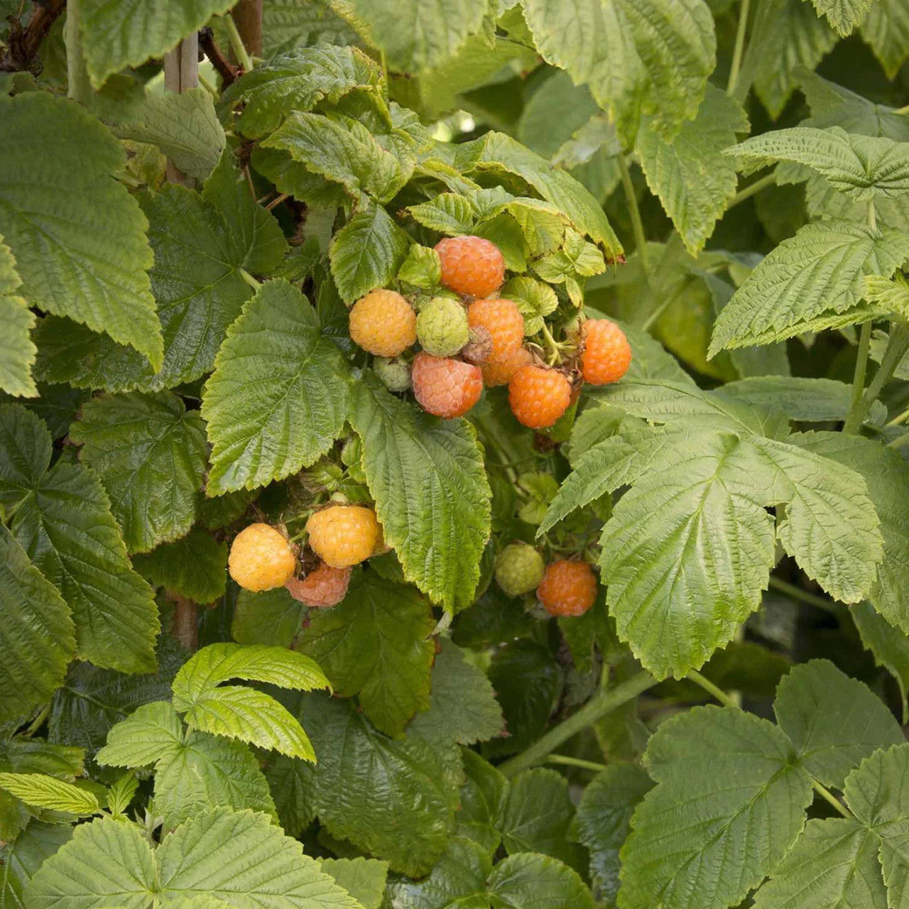 Raspberry 'Fall Gold'