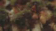 Spring Bluff Nursery - Logo