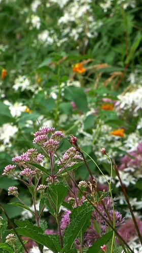 red jack rhododendron Hybrid Rhododendron Jean Marie de Montague Evergreen Shrub main image 0