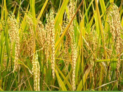 O gene qSH1 e a domesticação do arroz