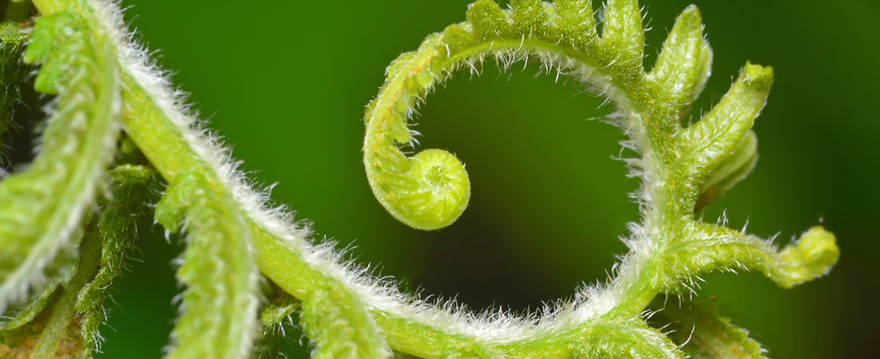 Encountering fern shoots in the wild that form beautiful and magical lines._edited.jpg