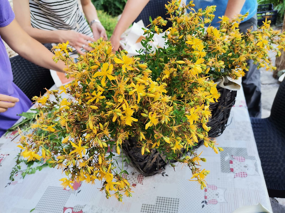 St John's wort; Hypericum perforatum.